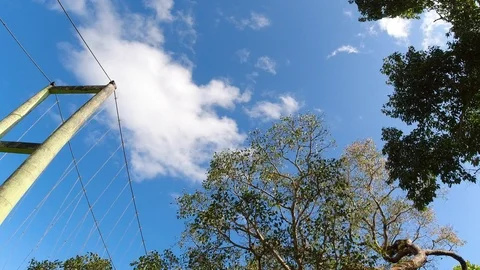 Low angle of a bridge's cables and pillars on a  morning, in a forest, India 動画素材 119313919