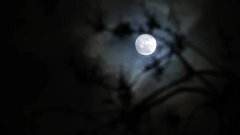 Low-angle of bright full moon in sky, tree branches in foreground, racking focus Stock Footage 145676152