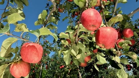 Low angle bright ripe red apples growing on a fruit tree Stock Footage 273122871