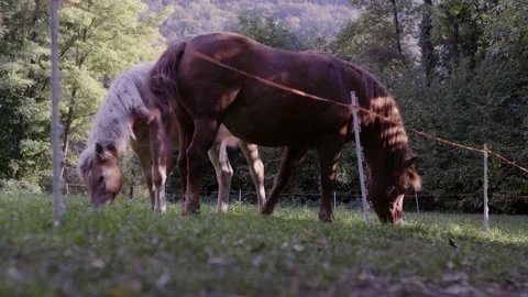 Low Angle: Brown And Light Brown Horses Pasture And Graze Freely Stock Footage 164363961