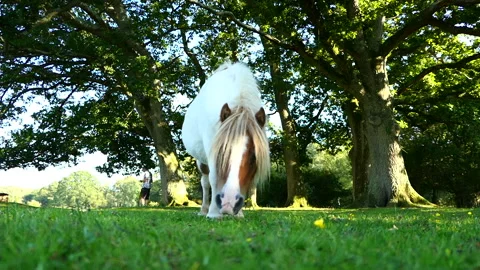 Low angle of brown and white pony eating grass at The New Forest Stock Footage 244744874