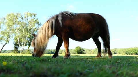 Low angle of brown pony eating grass at The New Forest Stock Footage 244745189