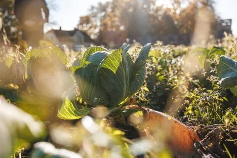 Low angle cabbage head with dew in warm late afternoon light Stock Photos