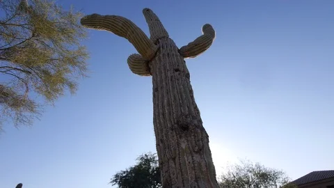 Low angle cactus at sunset Stock Footage 99993908