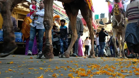 Low angle of camels passing by the Jaisalmer Desert Festival parade. Stock Footage 143872475