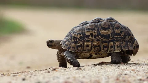 Low angle camera follows cute Leopard Tortoise walking, ground level Stock Footage 312591001