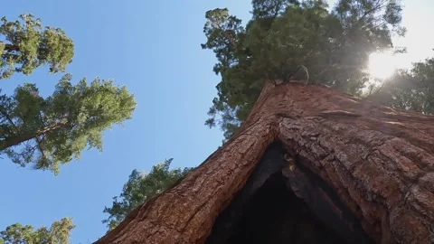 Low angle camera looks up huge sequoia redwood tree: Sun through canopy Stock Footage 334326153