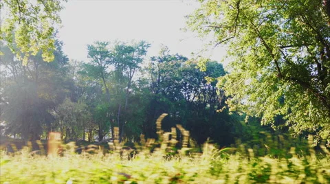 Low angle camera move facing river and bright sunrise shooting through grass Video stock 55148037