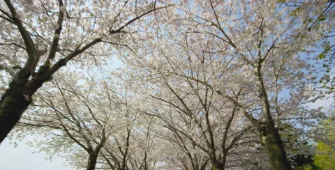 Low angle camera move through Cherry Blossom trees Stock Footage 64008821