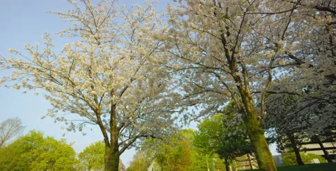 Low angle camera pan right beside two Cherry Blossom trees Stock Footage 64006845