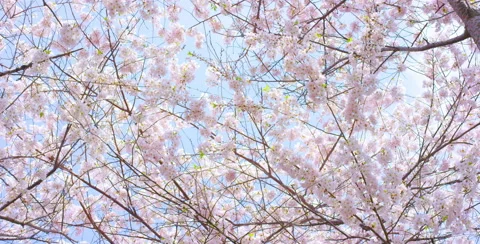 Low angle camera pan right of Cherry Blossom tree Stock Footage 64026539