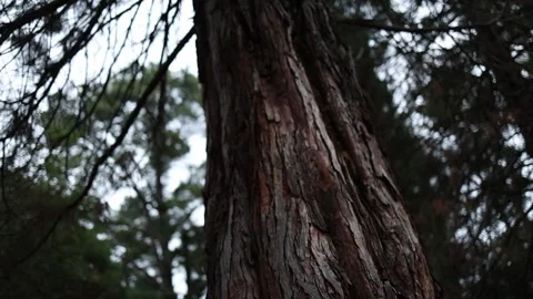 Low angle camera panning up a tall tree trunk 動画素材 336519983