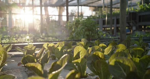 Low-angle camera pushing forward and rising, revealing dense hydroponic Stock Footage 338337791