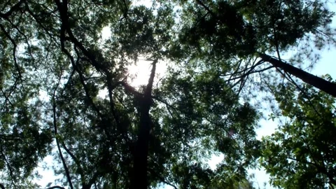 Low angle camera shot looking up through big trees Stock Footage 291216235