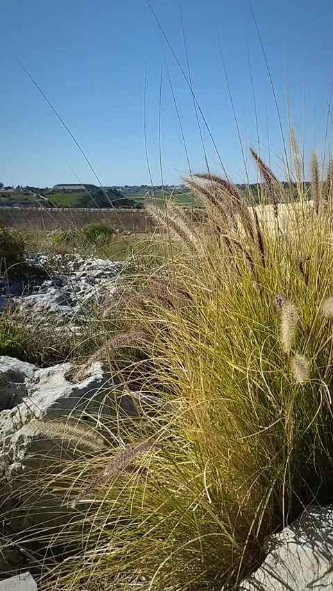 Low angle camera view of wild grass blowing in the wind over Maltese landscape. Video stock 281835630