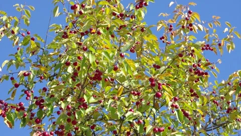 Low-angle canopy view of crabapple tree heavy with small red ripe fruit against  Stock Footage 345676020