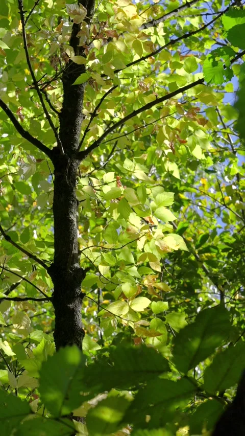 Low-angle canopy view of deciduous tree trunk with gently moving sunlit leaves a Stock Footage 345677494