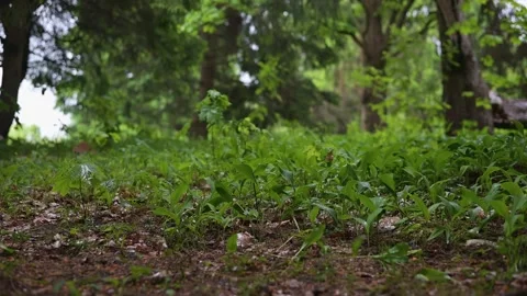 A low angle captures the lush greenery of a natural setting filled with various Video stock 339024601