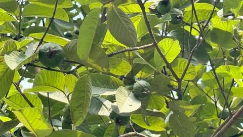Low angle capturing several unripe guavas amidst dense green leaves and light Foto stock