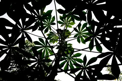 Low angle of casava leaves. leaf silhouettes in the photo from below Stock Photos