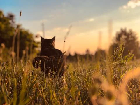 Low angle cat from behind in grass field during sunset Stock Photos