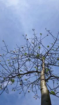 Low angle of Ceiba pentandra tree with kapok pods under blue sky Фото