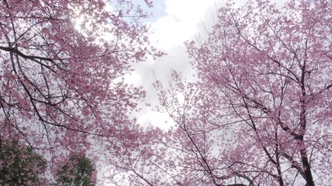 Low Angle of cherry blossom tree at park in spring Stock Footage 123568496