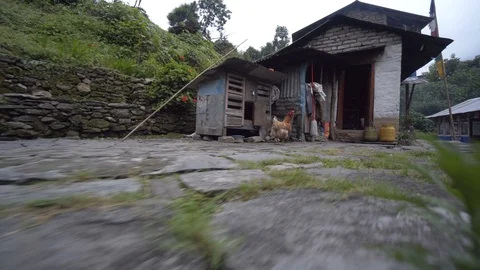 Low angle of chicken Video stock 91434149