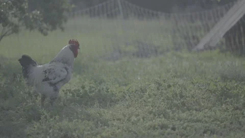 Low angle of chickens in a farm Stockbeeldmateriaal 251839785