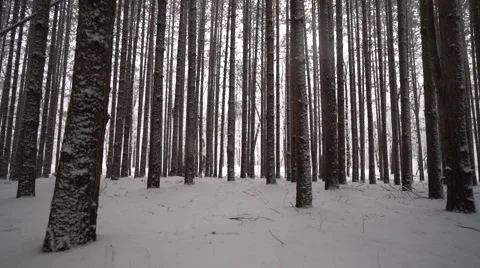 Low angle cinematic move through fresh snow in forest of tall pines Stock Footage 60907463