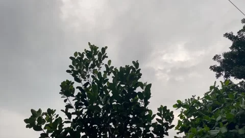 Low Angle Cinematic Shot of Artocarpus Heterophyllus Shrub in Rainy Weather. Stock Footage 345069273