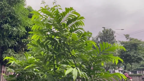 Low Angle Cinematic Shot of Blooming Polyalthia Longifolia Shrub After Rain. Stock Footage 345068794