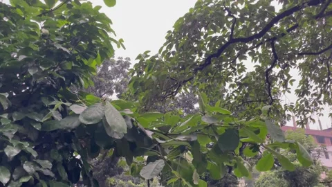 Low Angle Cinematic Shot of Dense Green Foliage in Moody Weather. Stock Footage 345068542