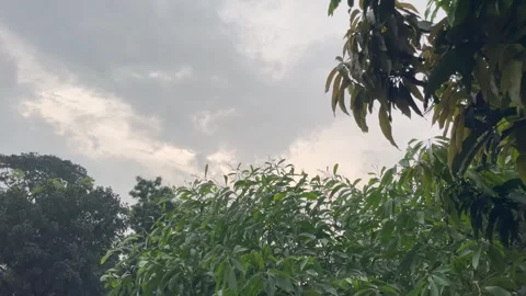 Low Angle Cinematic Shot of Dense Green Shrub Layer in Rainy Weather. Stock Footage 345068795