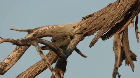 Low-angle clip of Meyer's parrots preening and talking on a dead tree Stock Footage 219638765