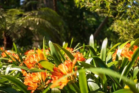 Low angle clivia lilies in bloom at a subtropical garden in Madeira Foto stock