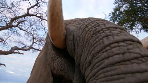 Low angle close up on African elephant bull with massive tusks moving Stock Footage 141519475