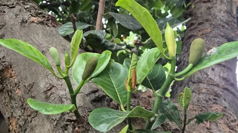 Low Angle Close Up Of Baby Jackfruits And Buds Sprouting On Tree Trunk Stock Footage 340113786