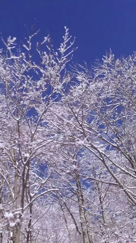 LOW ANGLE CLOSE UP: Beautiful tall trees covered with soft white snowy blanket Vídeos de archivo 300552915