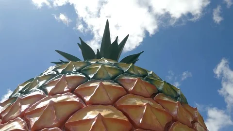 Low angle close up of the big pineapple Stock Footage 82921731