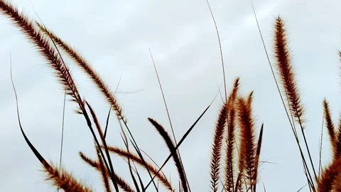 Low Angle Close Up of Brown Feathery Fountain Grass Swaying Against Overcast Sky 스톡 동영상 343044520