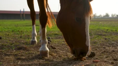 Low-angle close-up of a brown horse with white leg markings eating a carrot.. Stock Footage 321682577