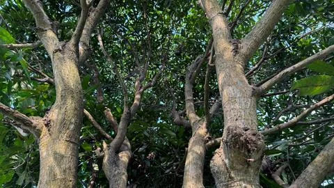 A low-angle close-up captures a view of several mango tree trunks rising into 写真素材