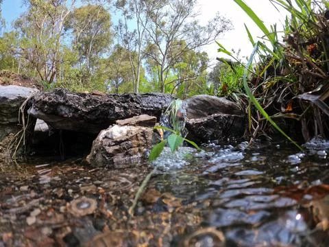 Low Angle Close Up of Clear Creek Water Flowing Over Rocks with Green Plant Stock Photos