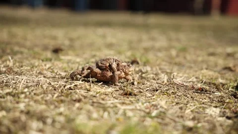 Low angle close up of common toads in amplexus on dry grass Stock Footage 337582631