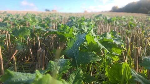 Low Angle Close Up Of Cut Green Crops In Agricultural Field Stock Footage 348174274