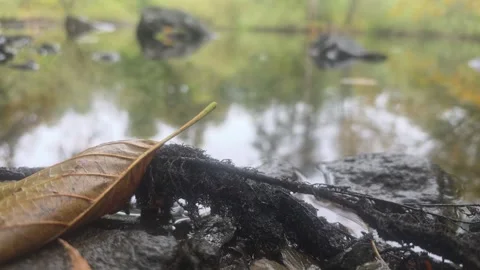 Low Angle Close Up Of Dark Root Near Water Surface Reflecting Trees Stock Footage 348063042