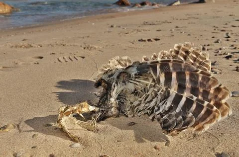 Low Angle Close up of Dead Partially Decomposed or Eaten Seagull or Bird on the Stock Photos