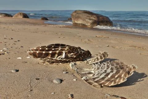 Low Angle Close up of Dead Partially Decomposed or Eaten Seagull or Bird on the Stock Photos