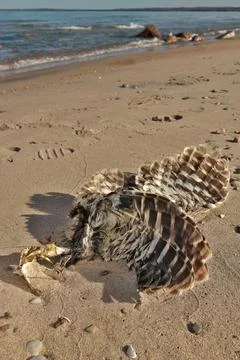 Low Angle Close up of Dead Partially Decomposed or Eaten Seagull or Bird on the Stock Photos
